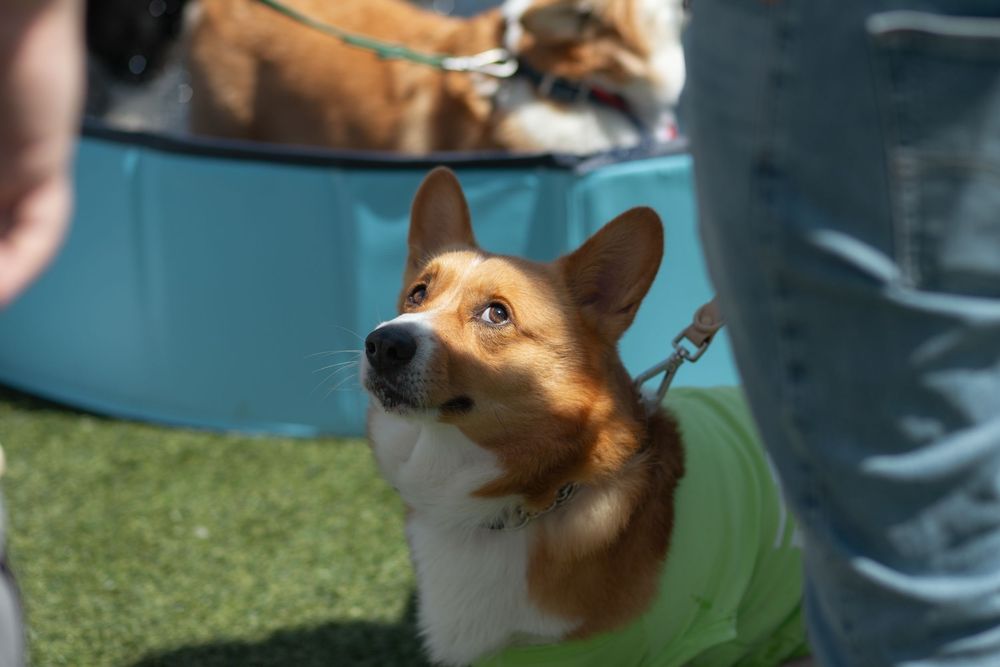 Dogs bathing in pool at Corgi Dash dog race at Gulfstream Park in Hallandale Beach