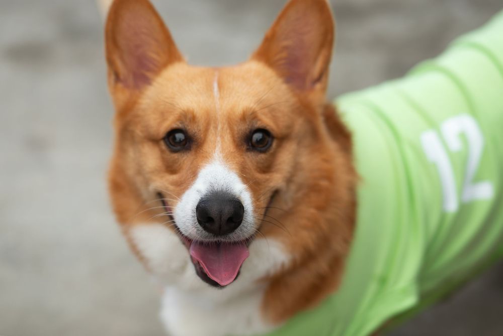 Dog portrait at Corgi Dash dog race at Gulfstream Park in Hallandale Beach