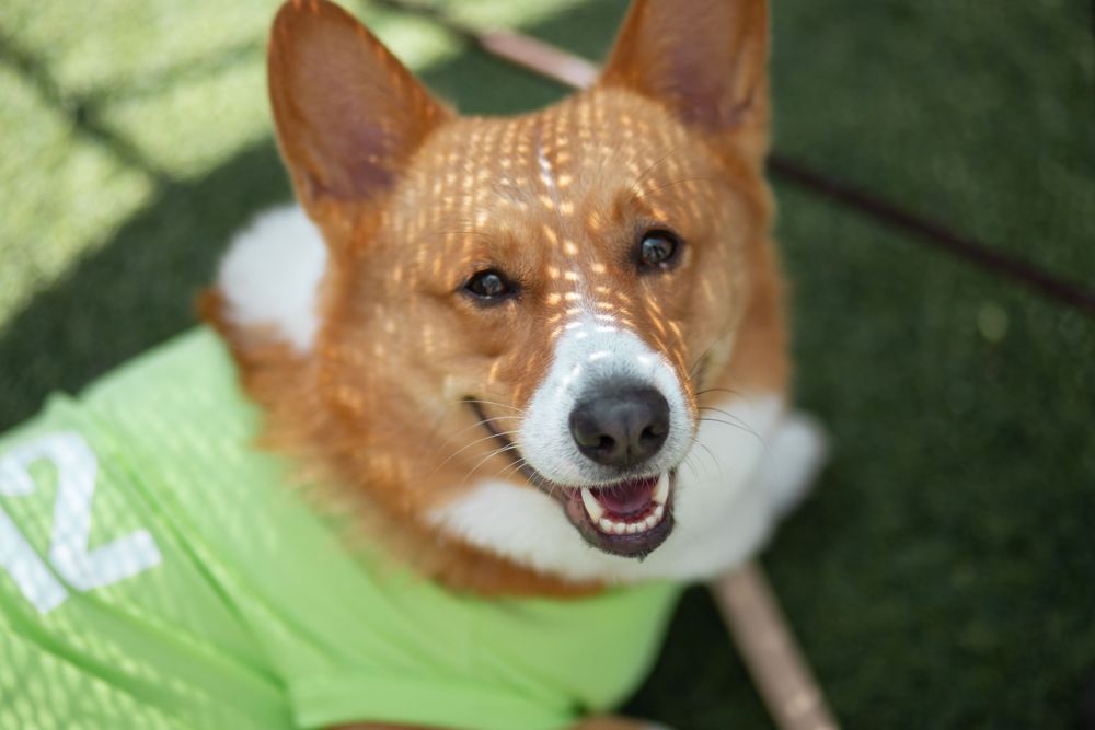 Dog portrait at Corgi Dash dog race at Gulfstream Park in Hallandale Beach