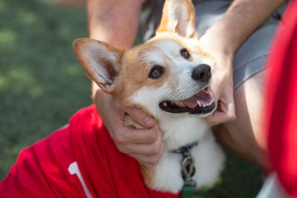 Owner petting dog at Corgi Dash dog race at Gulfstream Park in Hallandale Beach