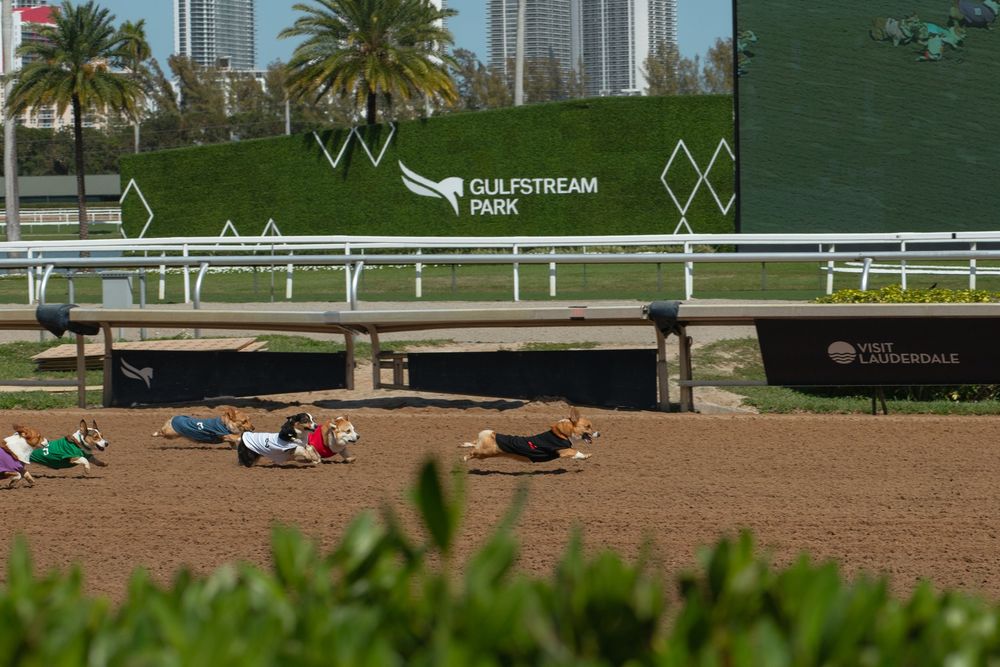Dogs racing at Corgi Dash dog race at Gulfstream Park in Hallandale Beach