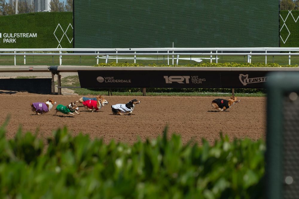 Dogs racing at Corgi Dash dog race at Gulfstream Park in Hallandale Beach