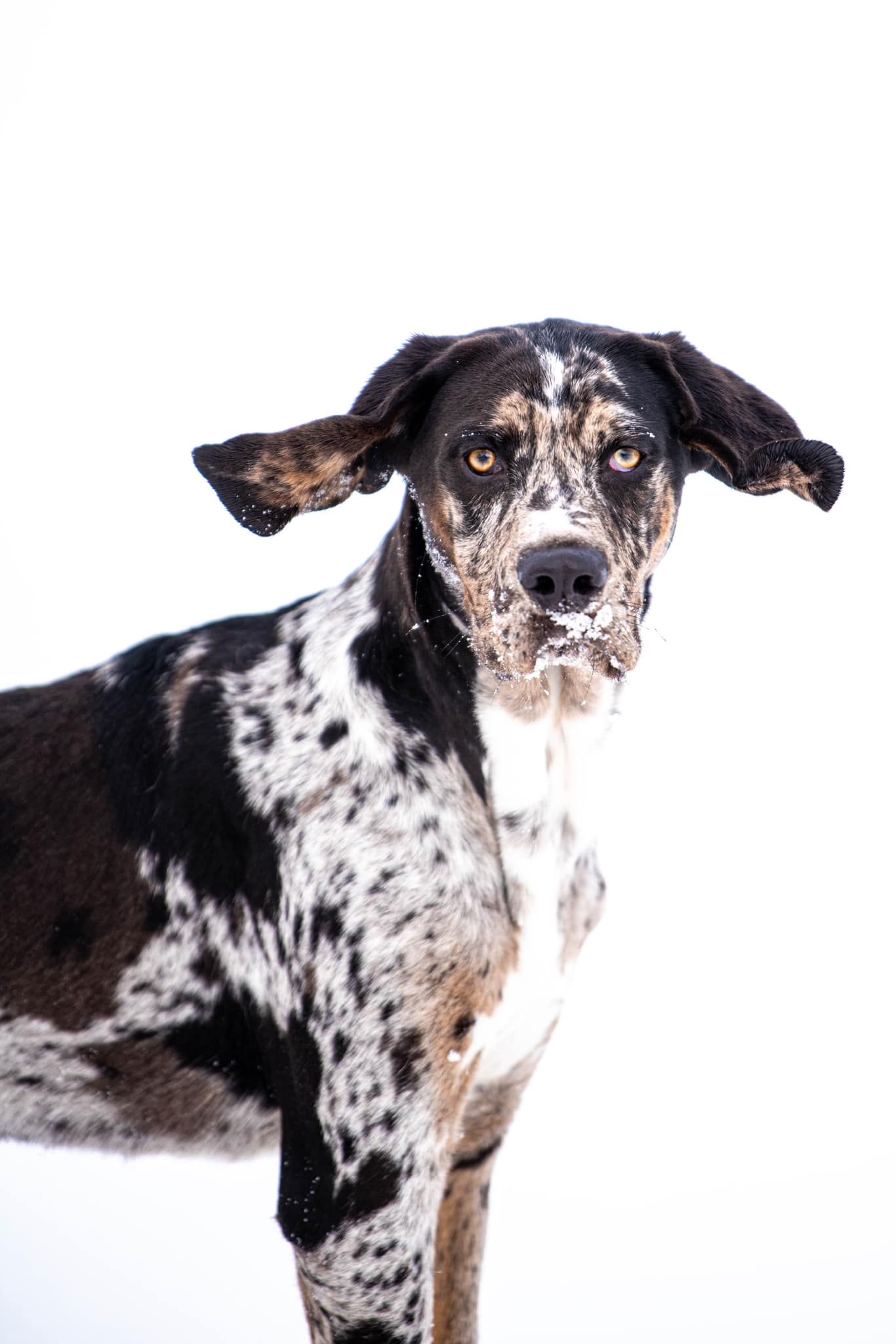 Black and white spotted Great Dane dog with floppy ears standing against a white background.