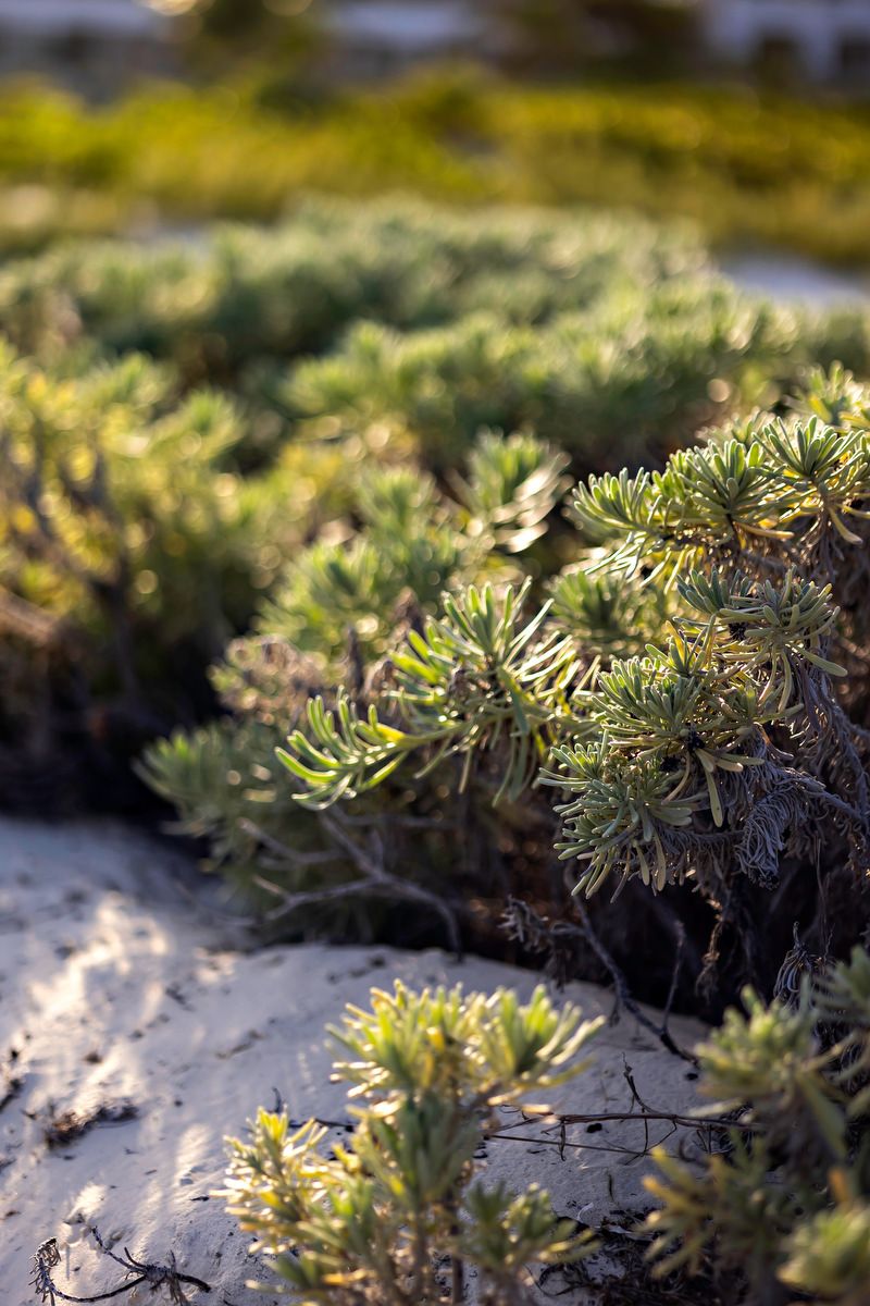 Low-growing coastal shrubs with needle-like green leaves thrive in sandy soil, bathed in warm golden sunlight.