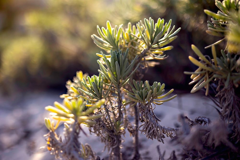 Close-up of green succulent desert plants with spiky leaves bathed in warm golden sunlight.
