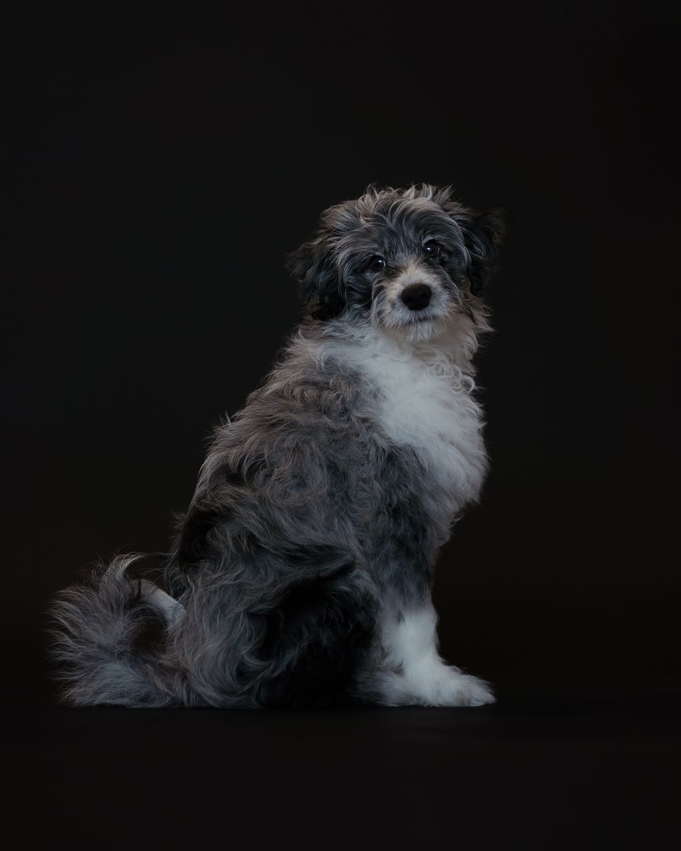 Fluffy gray and white puppy sitting against a dark black background in a studio portrait photo. Rouse hill photographer
