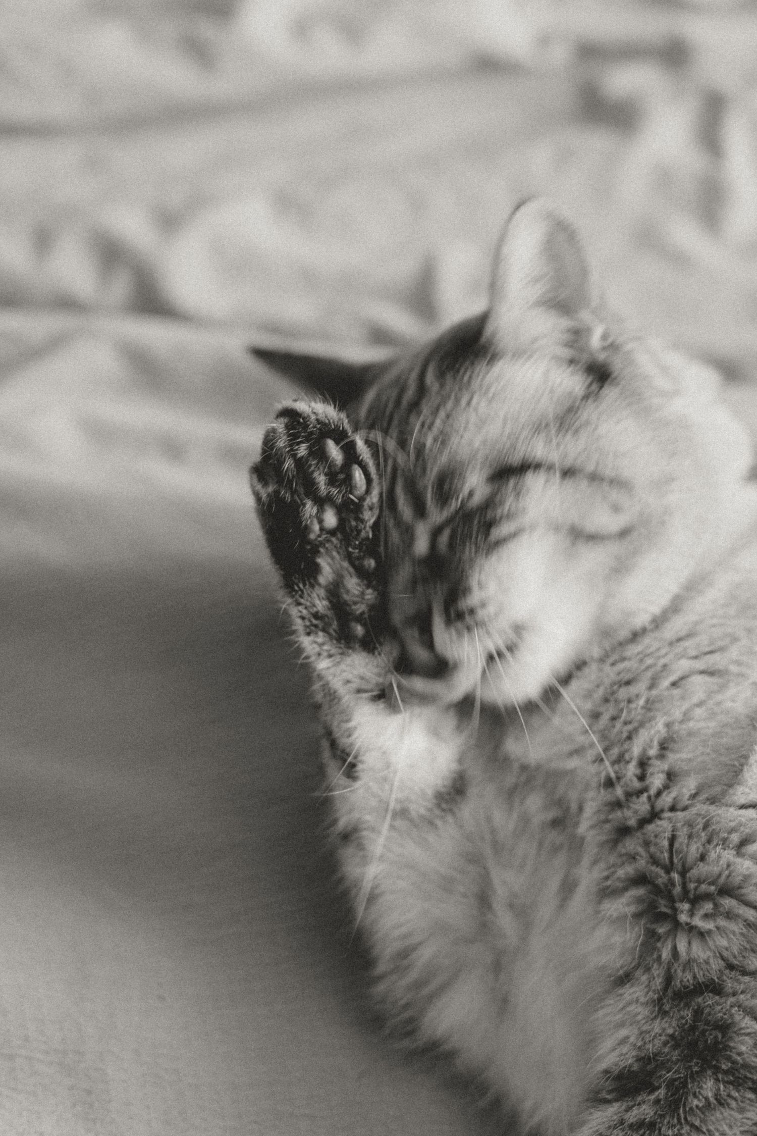 A sleepy gray cat with its paw raised to face in a peaceful black and white portrait.