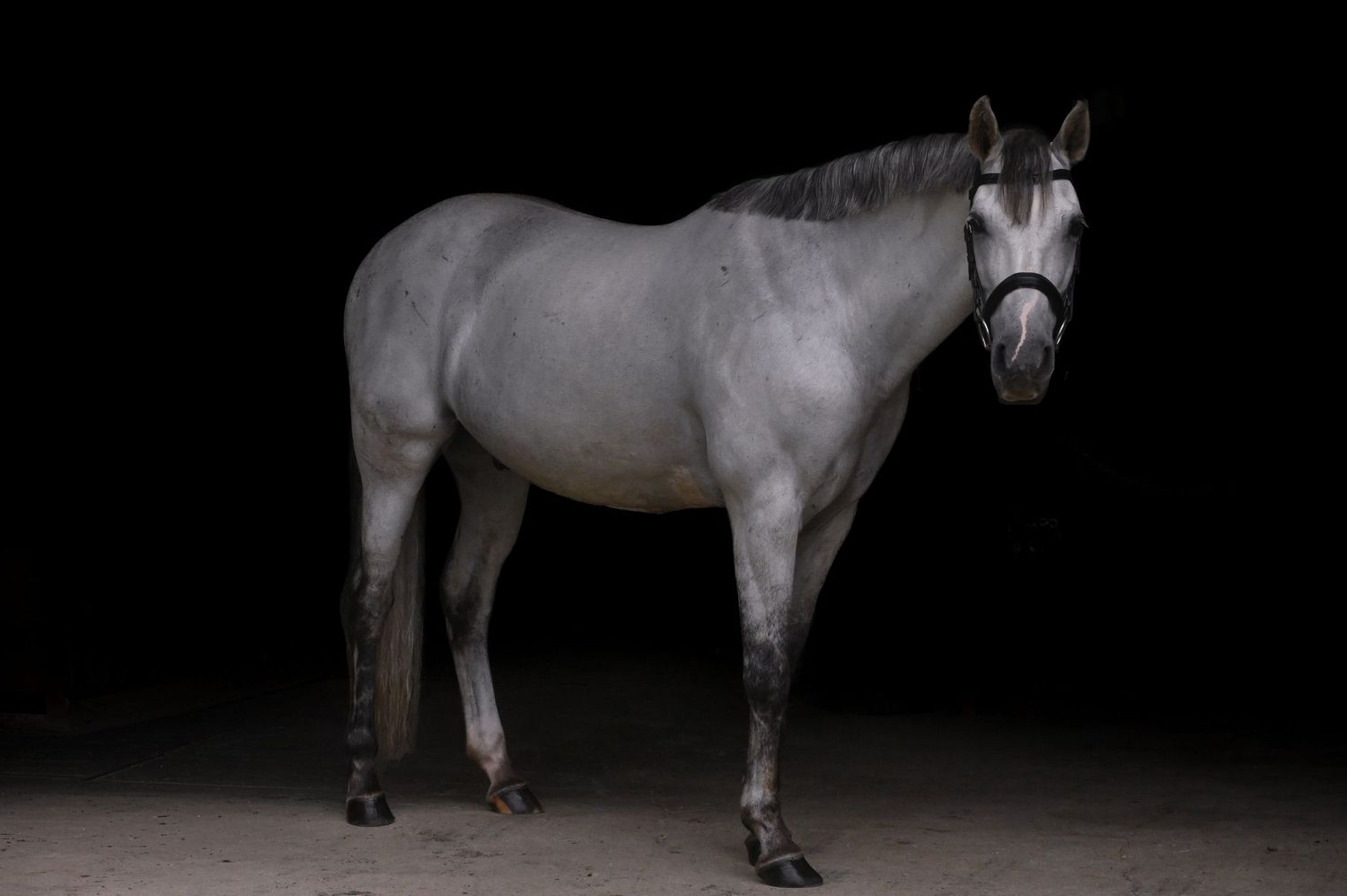 a grey horse and rider train in an indoor arena