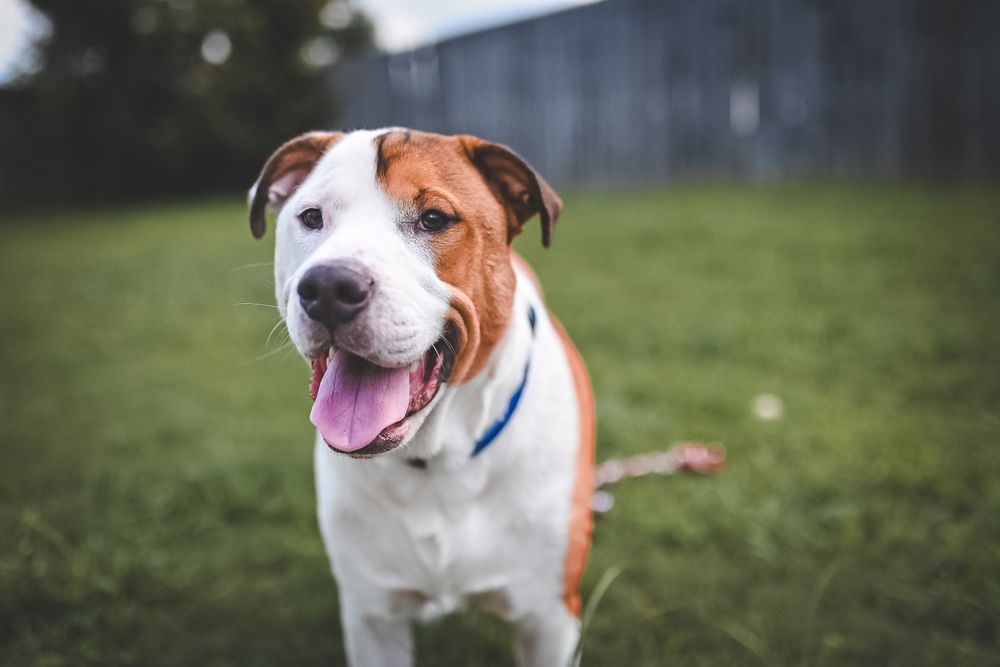 Brown and white pit bull smiling at camera in grassy outdoor setting.