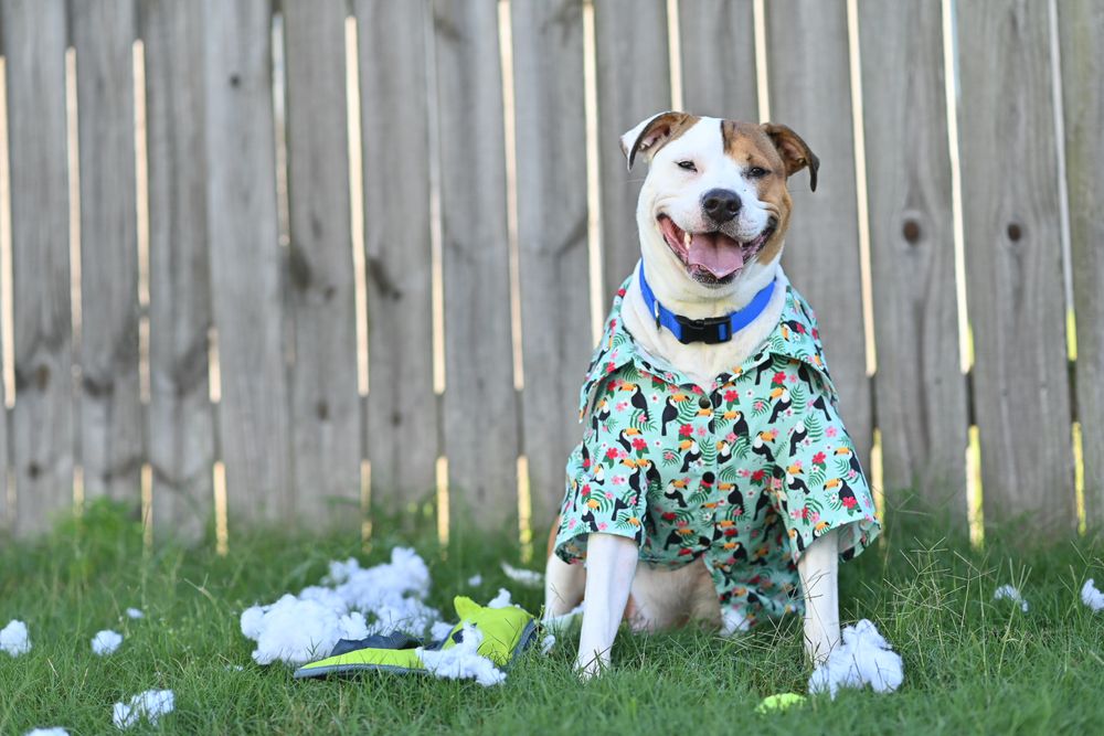 Happy pit bull wearing floral shirt sitting in yard with destroyed toy.