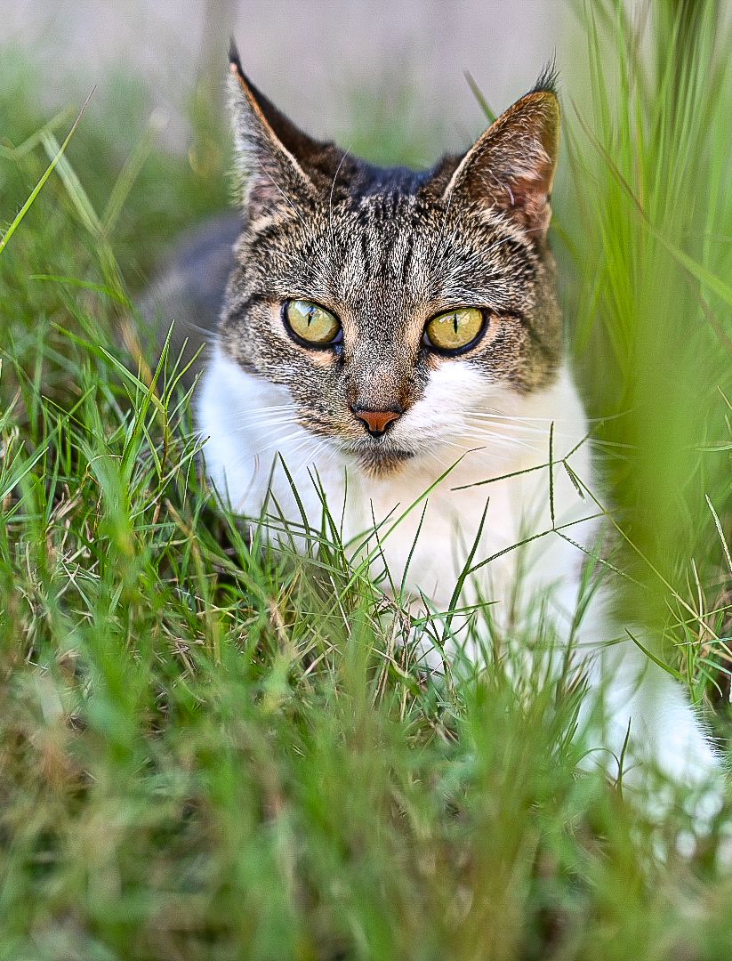 Close up portrait of a tabby cat with yellow eyes peeking through tall grass.