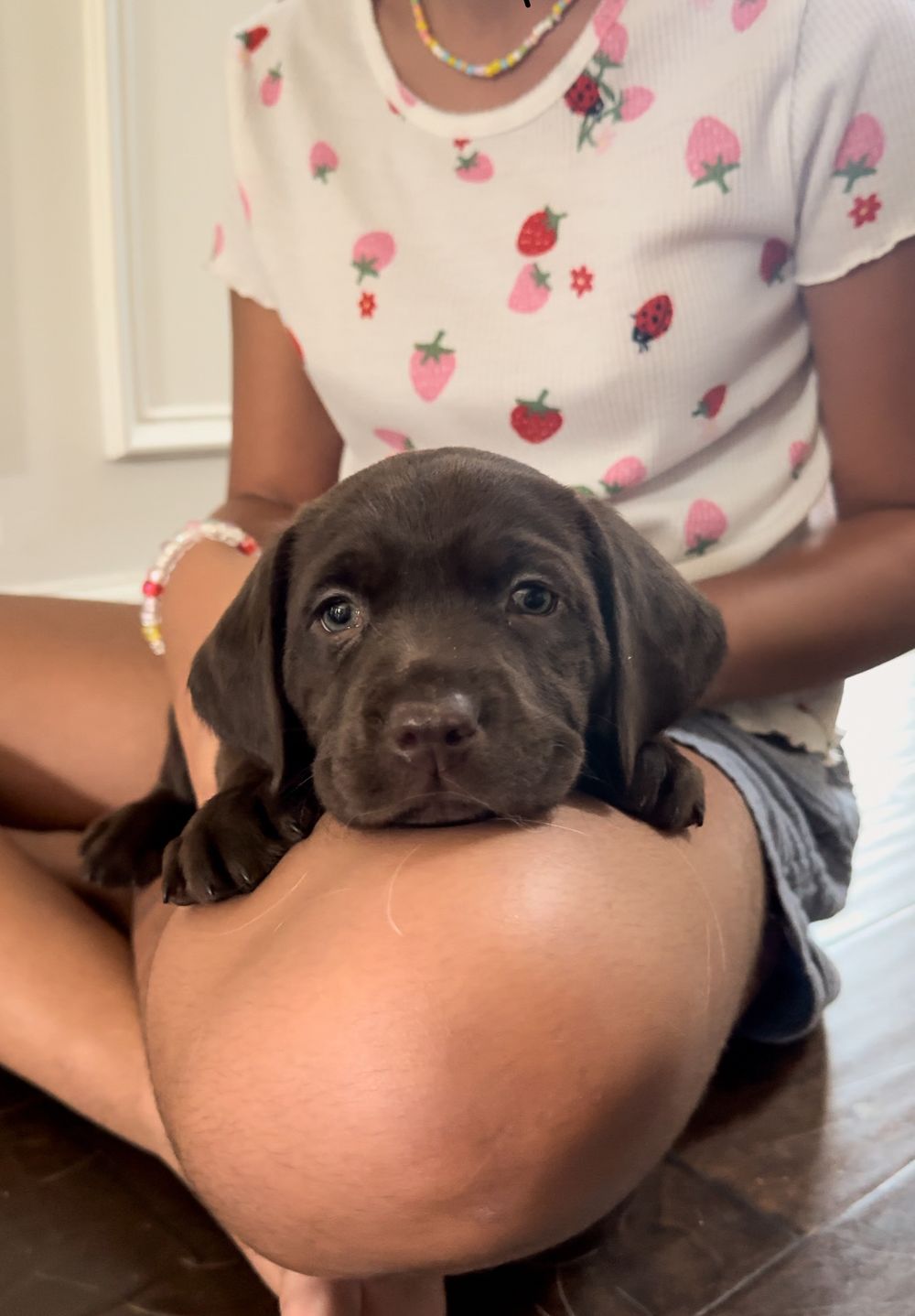 Black Labrador puppy resting on lap with strawberry print shirt in background.