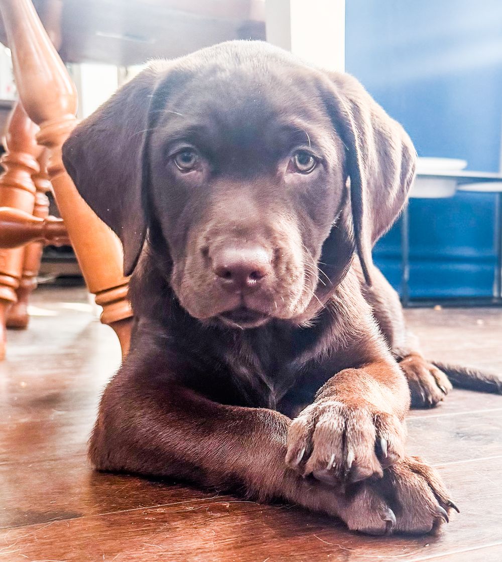 Adorable chocolate lab puppy lying on hardwood floor with big brown eyes and crossed paws.
