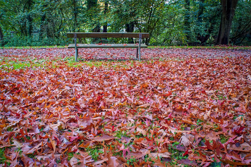 Park Covered in Fallen Leaves A grassy park area is extensively covered in fallen leaves, predominantly shades of red and brown. A wooden pa