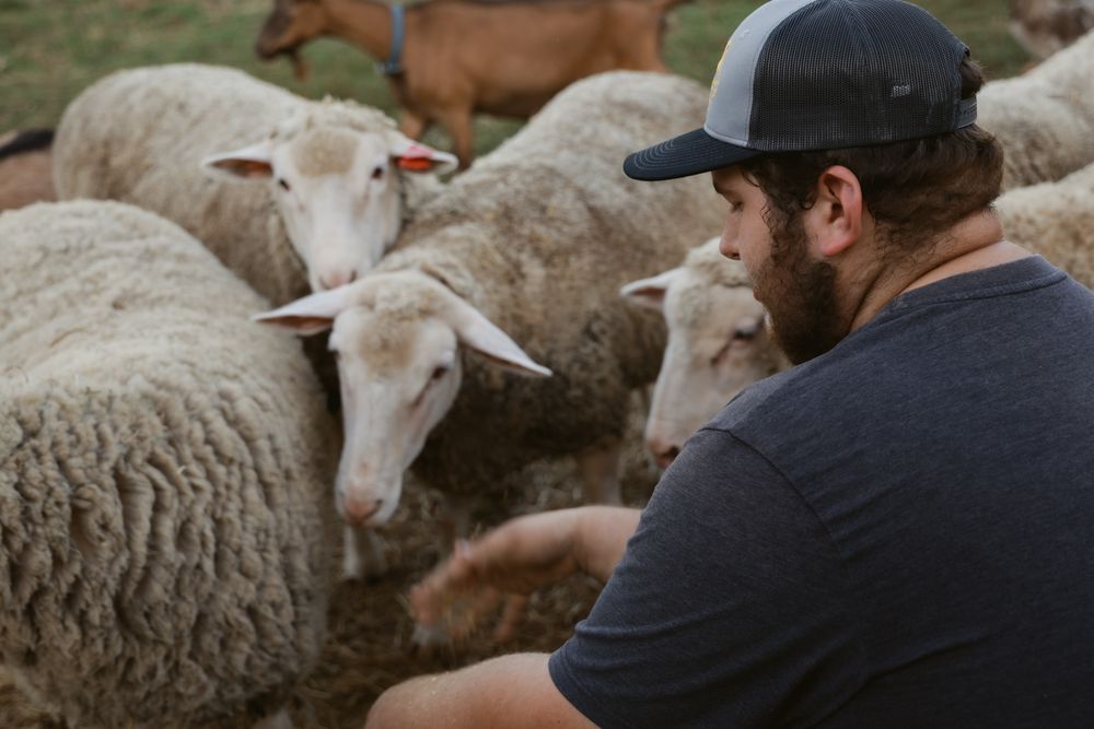Farmer gently petting and interacting with a flock of sheep in an outdoor setting.