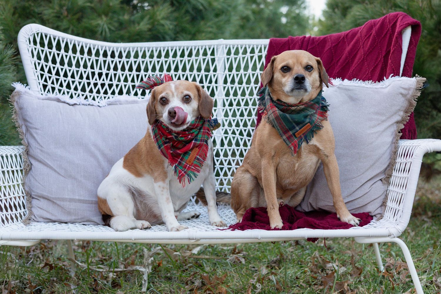 Springfield, IL Photographer captures two dogs sitting together on a bench during a family session in Central, IL.