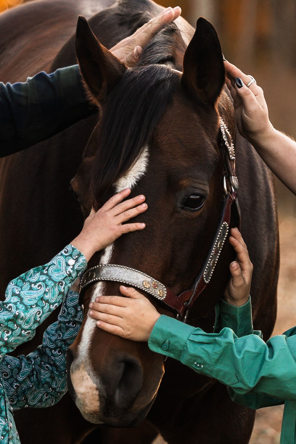 Multiple hands reach out to gently pet and stroke a dark brown horse's face and neck.