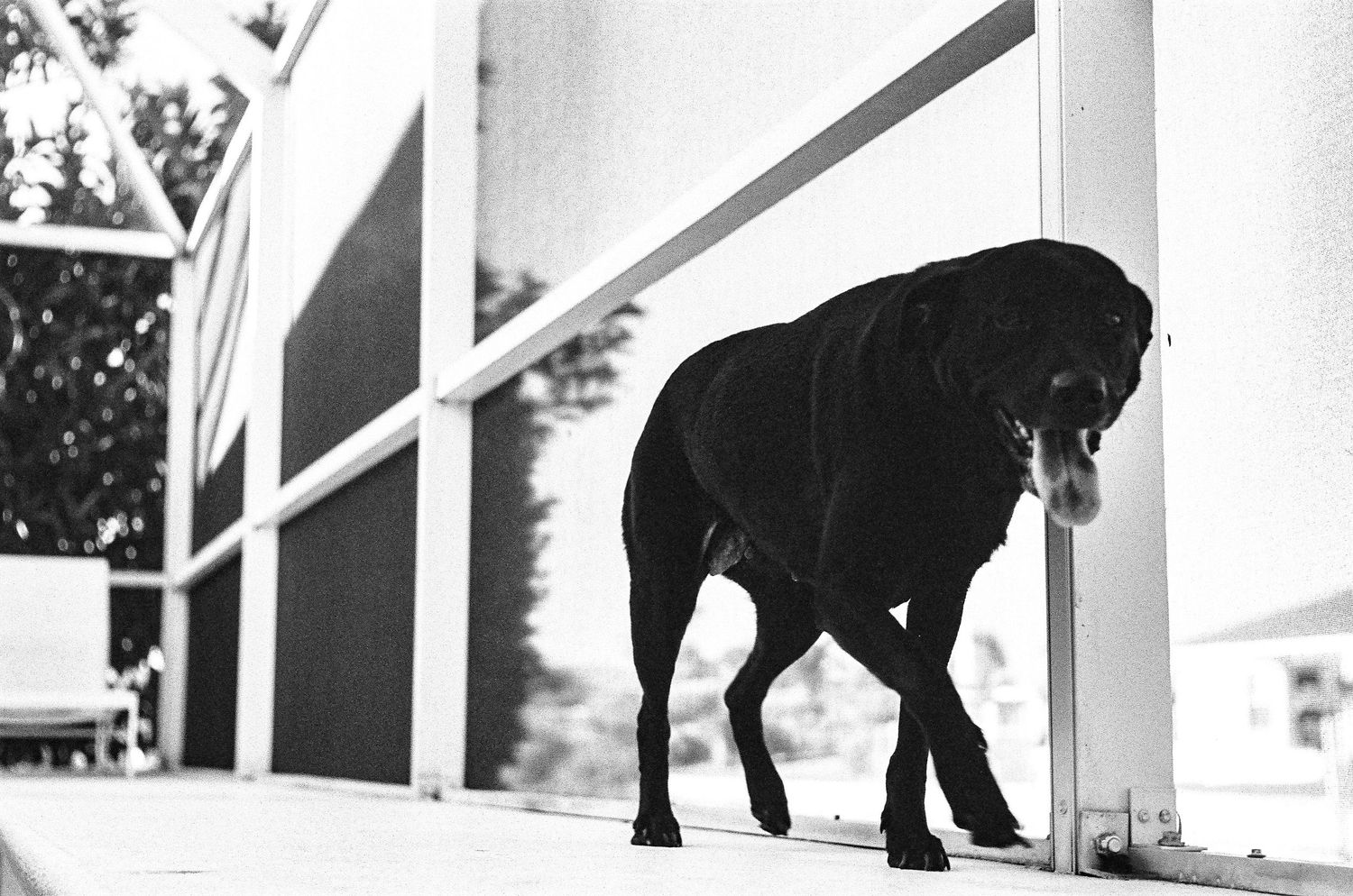 Black and white photo of a silhouetted dog walking along a modern building's exterior wall.