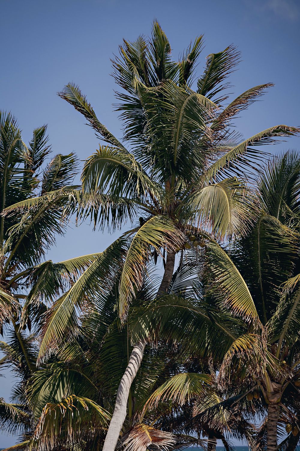 A tall palm tree with fronds swaying against a bright blue sky on a tropical day.