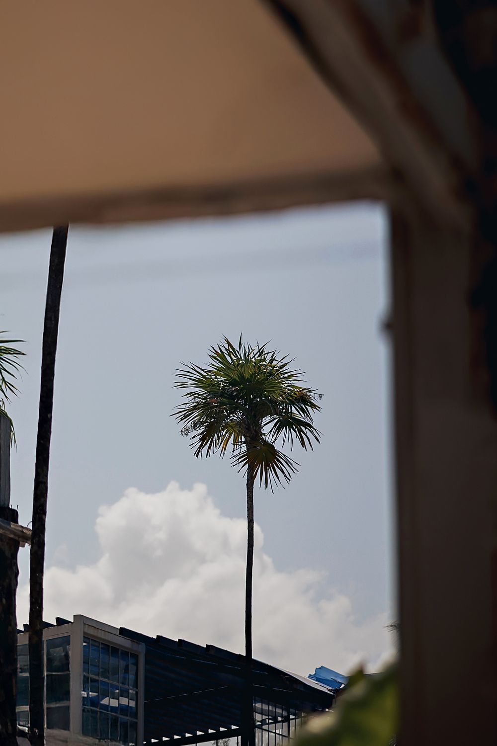 A tall palm tree stands silhouetted against a cloudy sky with a modern building visible in the background.
