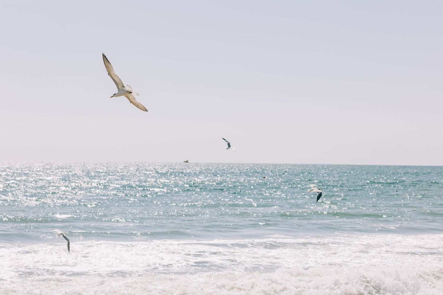 Seagulls flying over the water in Los Angeles, California