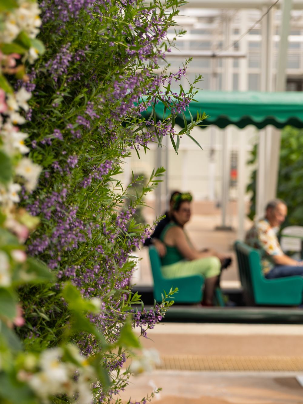Purple flowering plants frame a peaceful outdoor seating area with green benches.