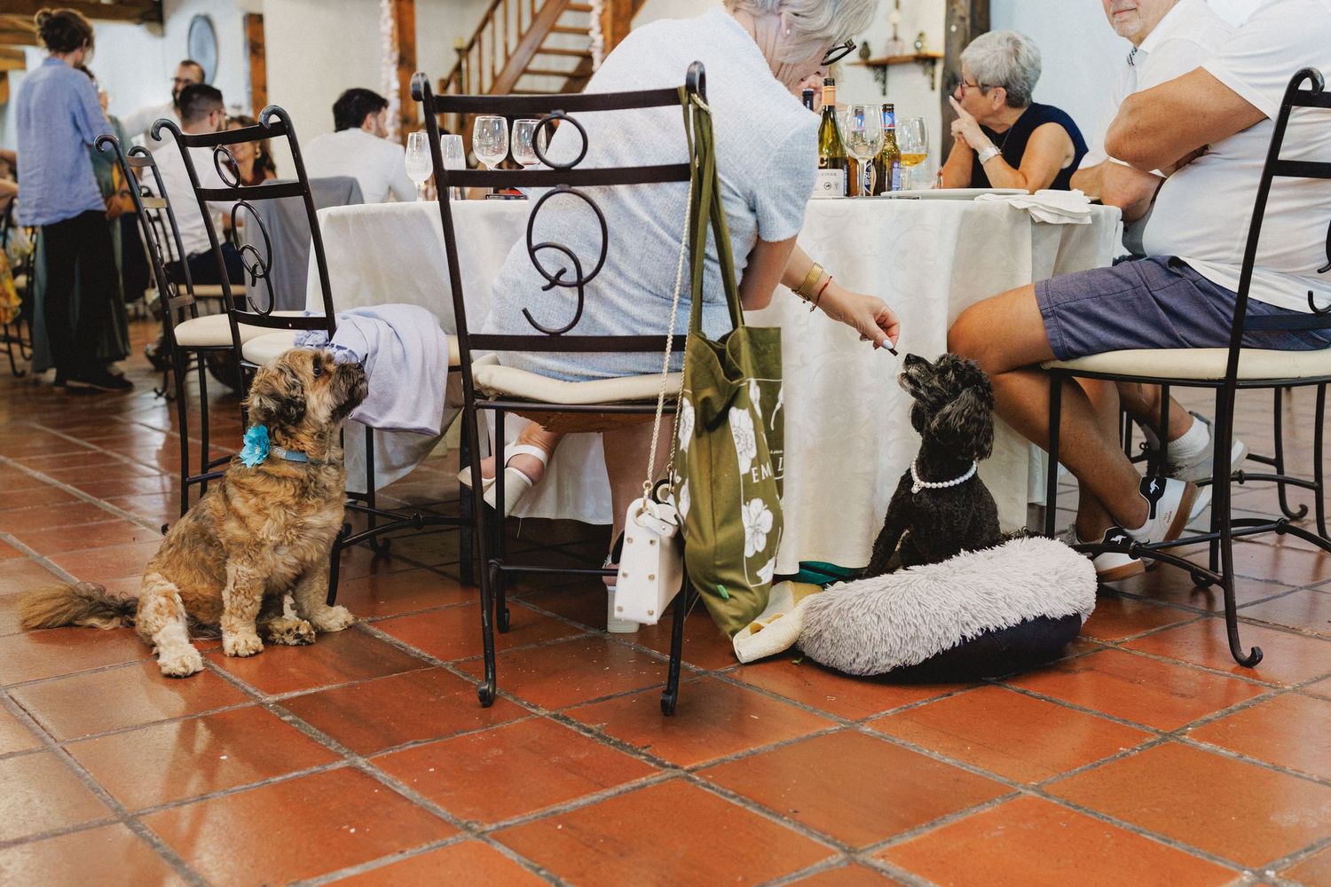 A dog lies on terracotta floor tiles next to diners seated at wedding tables