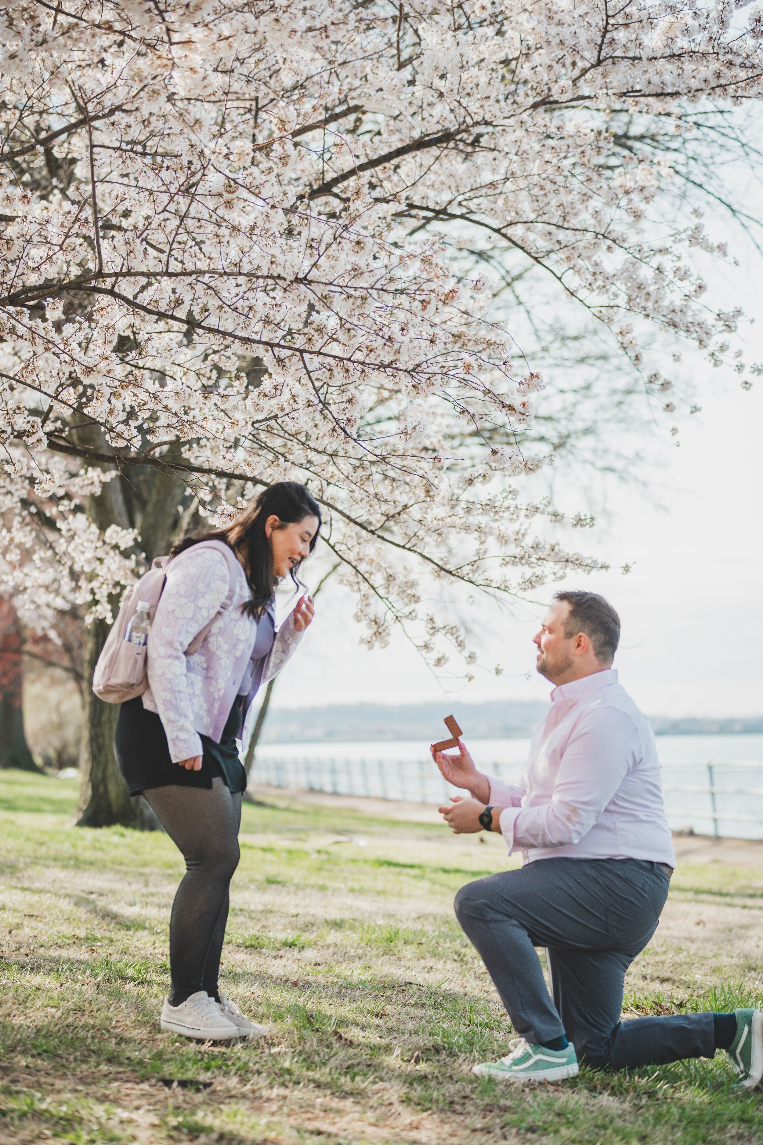 A surprise marriage proposal scene unfolds beneath beautiful cherry blossoms at the East Potomac