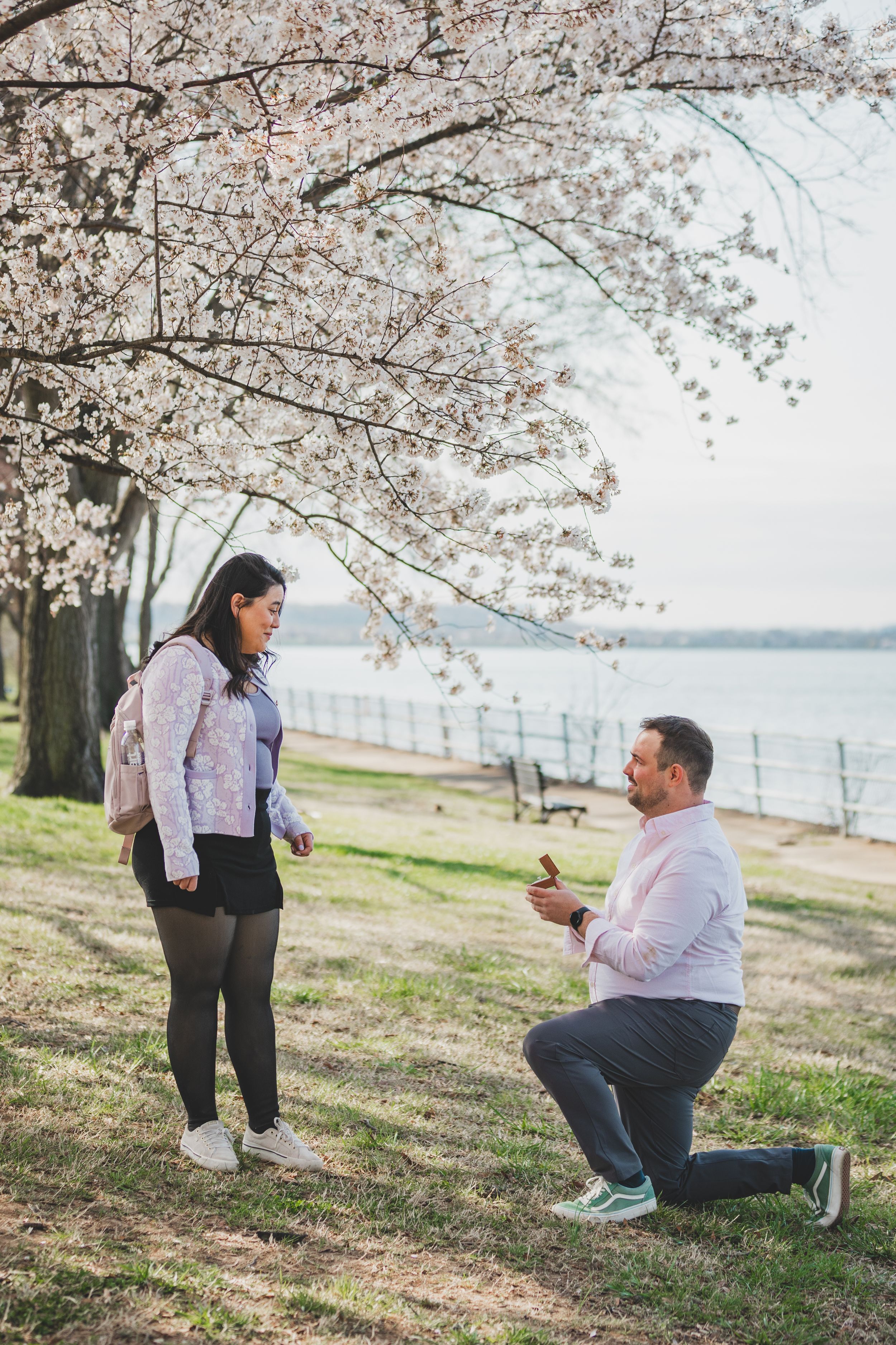 A couple shares a romantic marriage proposal moment under blooming cherry blossom trees by the waterfront.