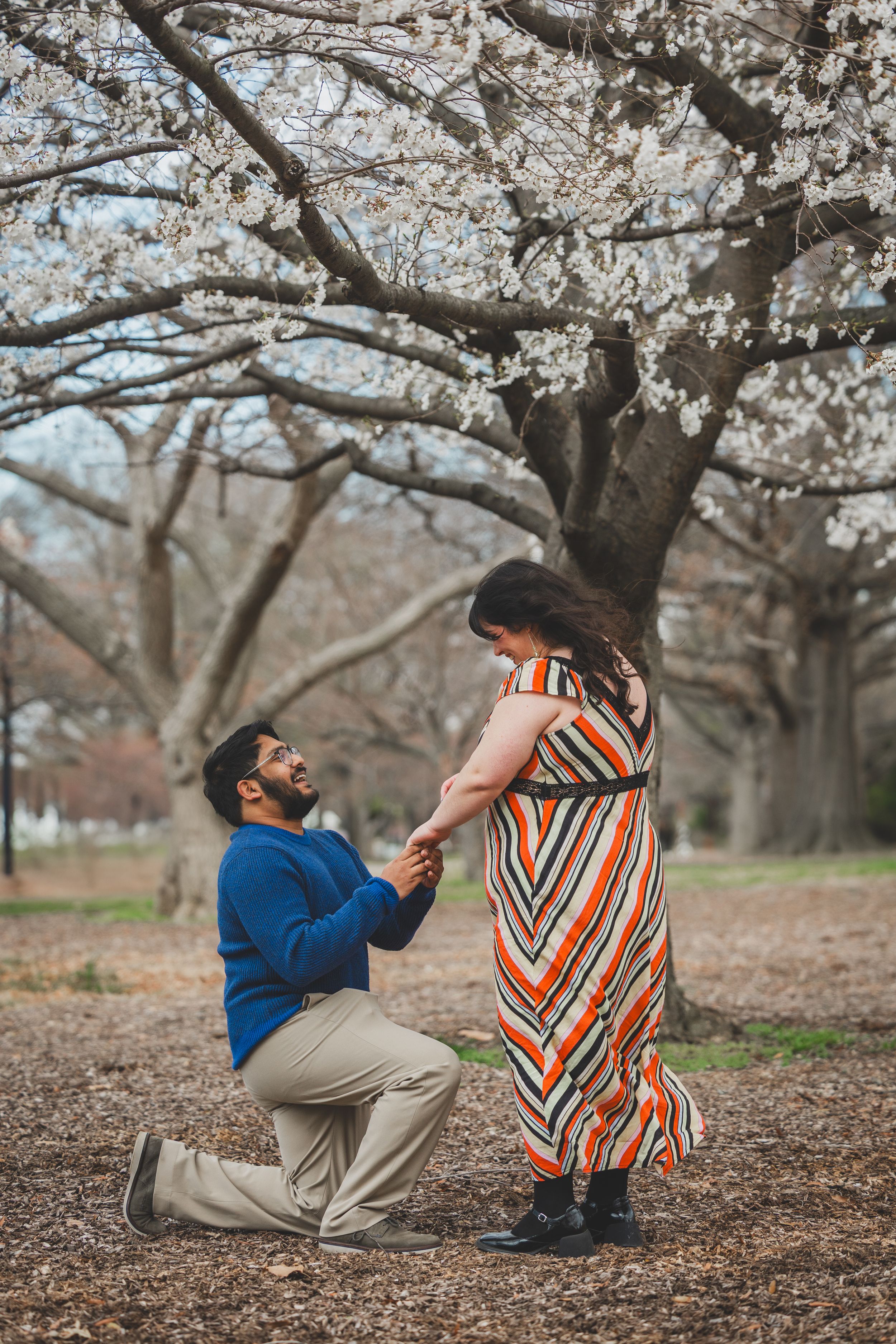 A couple shares a romantic proposal moment under blooming cherry blossom trees in a spring setting.