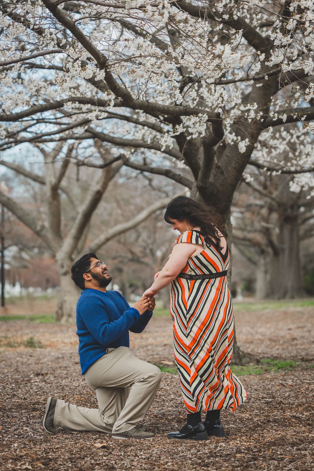 A couple shares a romantic proposal moment under blooming cherry blossom trees in a spring setting.