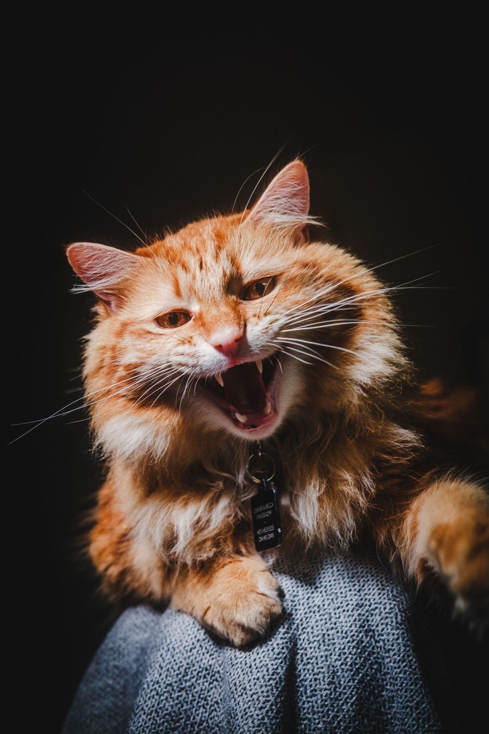 Orange cat yawning and stretching while lying on a gray blanket in a series of expressive poses.
