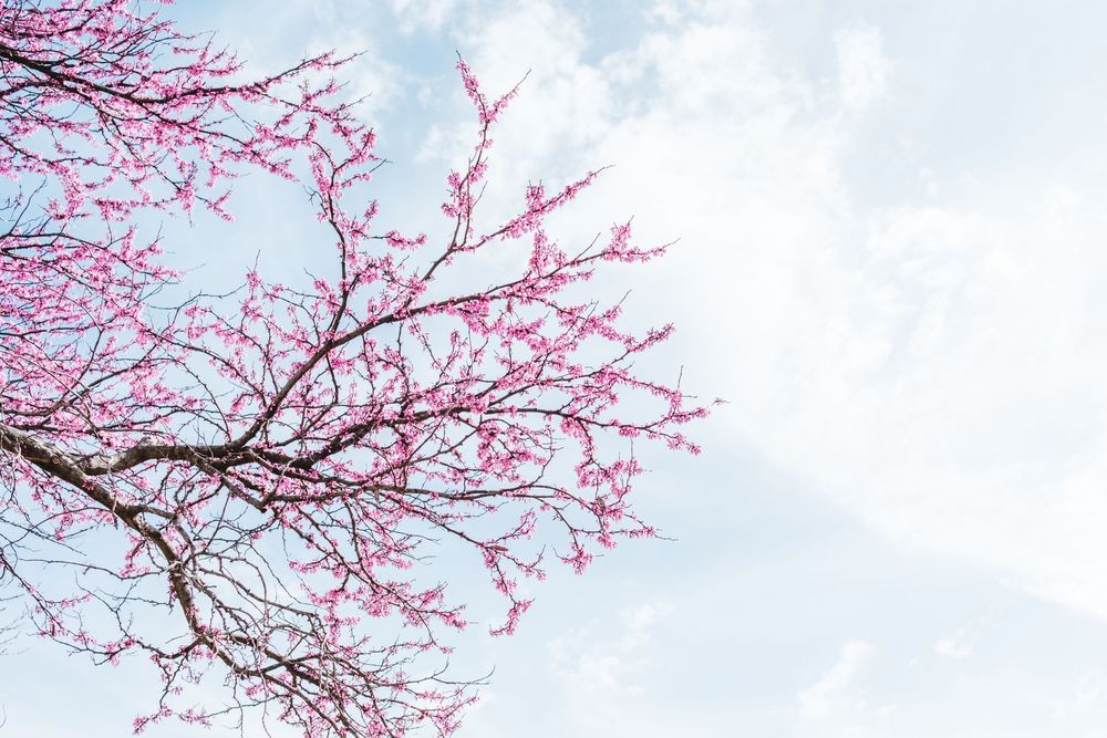 Pink cherry blossoms bloom against a cloudy spring sky with delicate branches stretching across the frame.