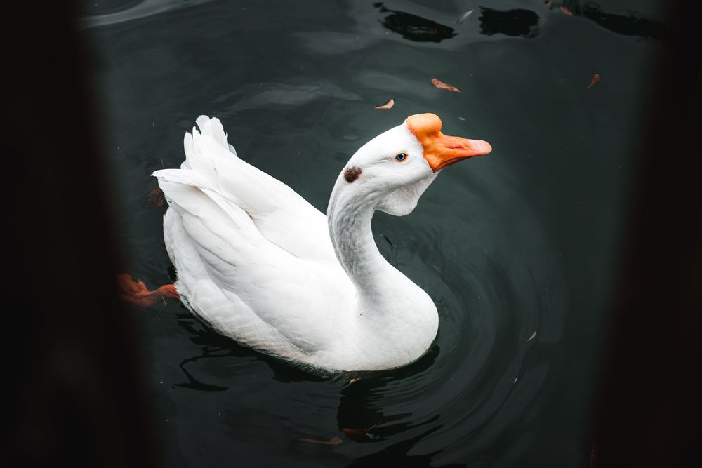 A white goose with an orange beak swims gracefully in dark green water creating ripples around its body.
