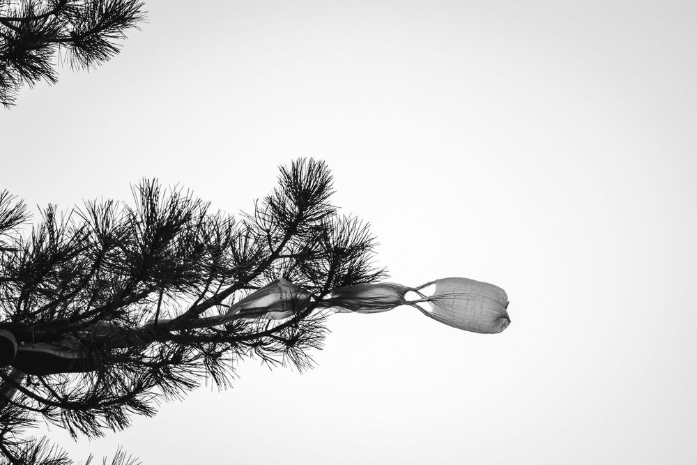 Pine branches with needles silhouetted against a bright white sky create a minimalist winter scene.