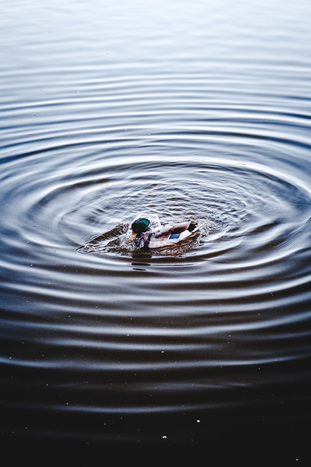 Concentric ripples expand outward in dark water creating a mesmerizing pattern of circular waves.