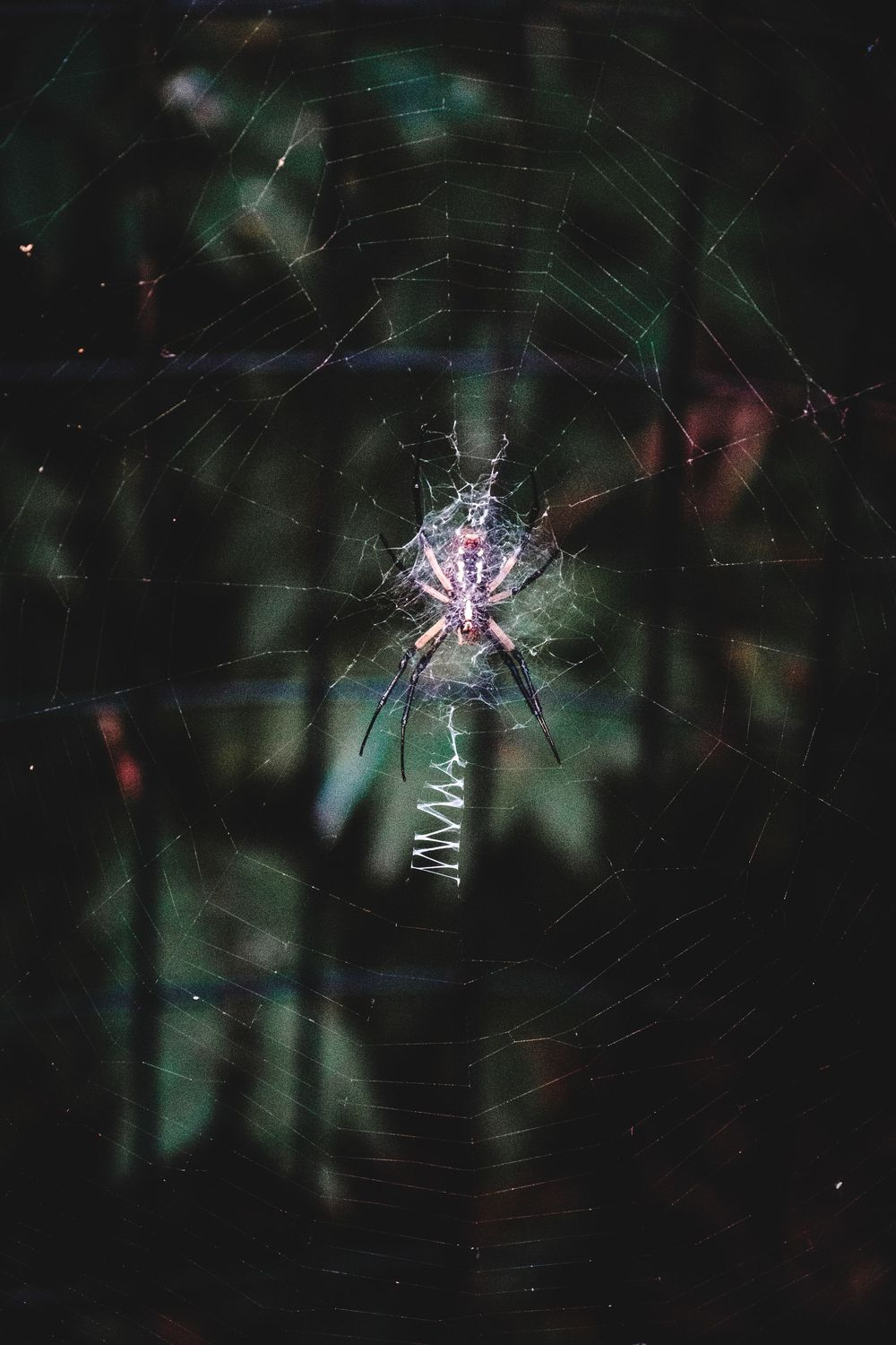 Close-up macro photography of a spider weaving an intricate web against a dark green blurred background.