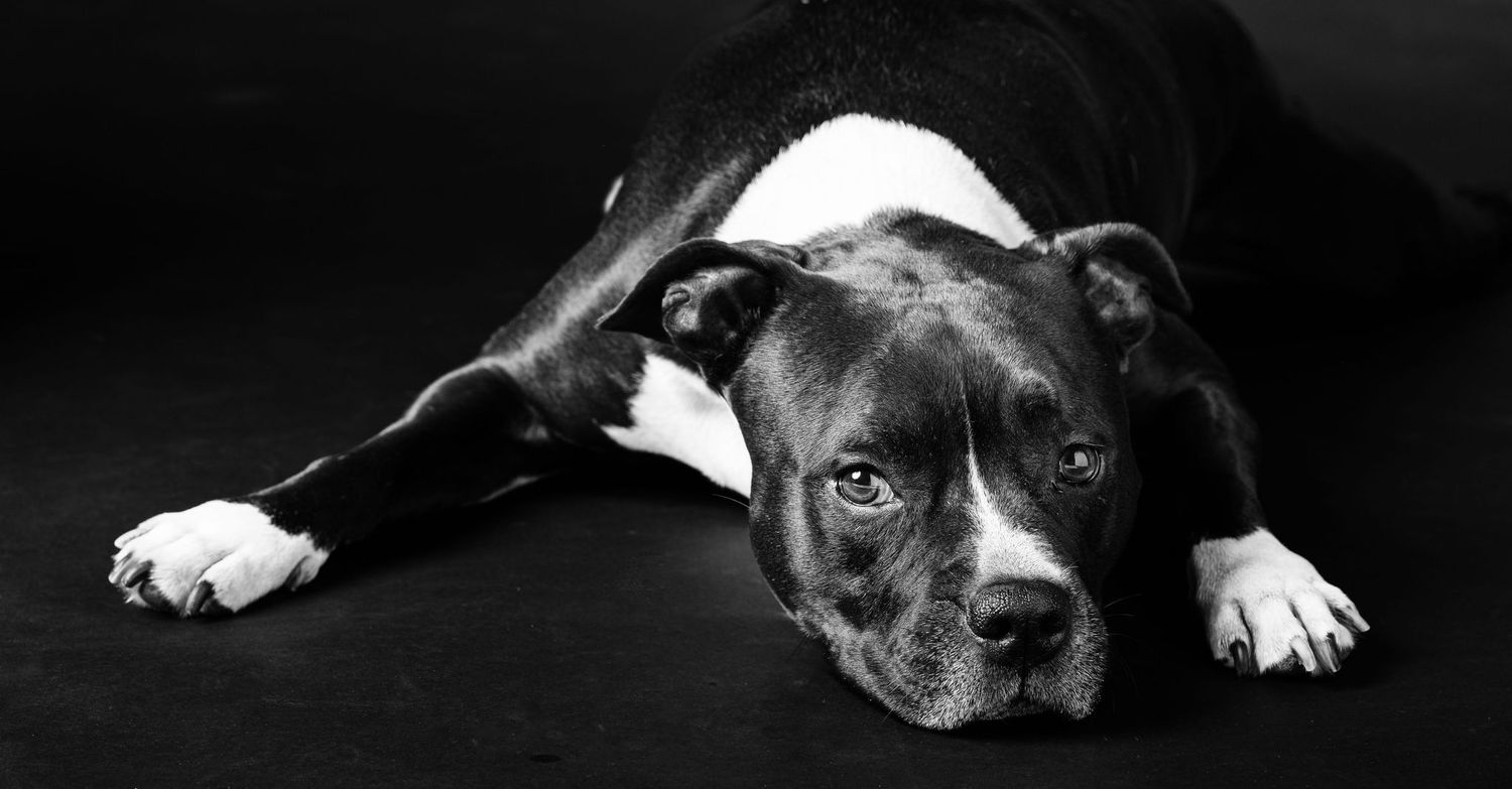 Servizio fotografico animali Verona, cani, gatti, amici a quattro zampe