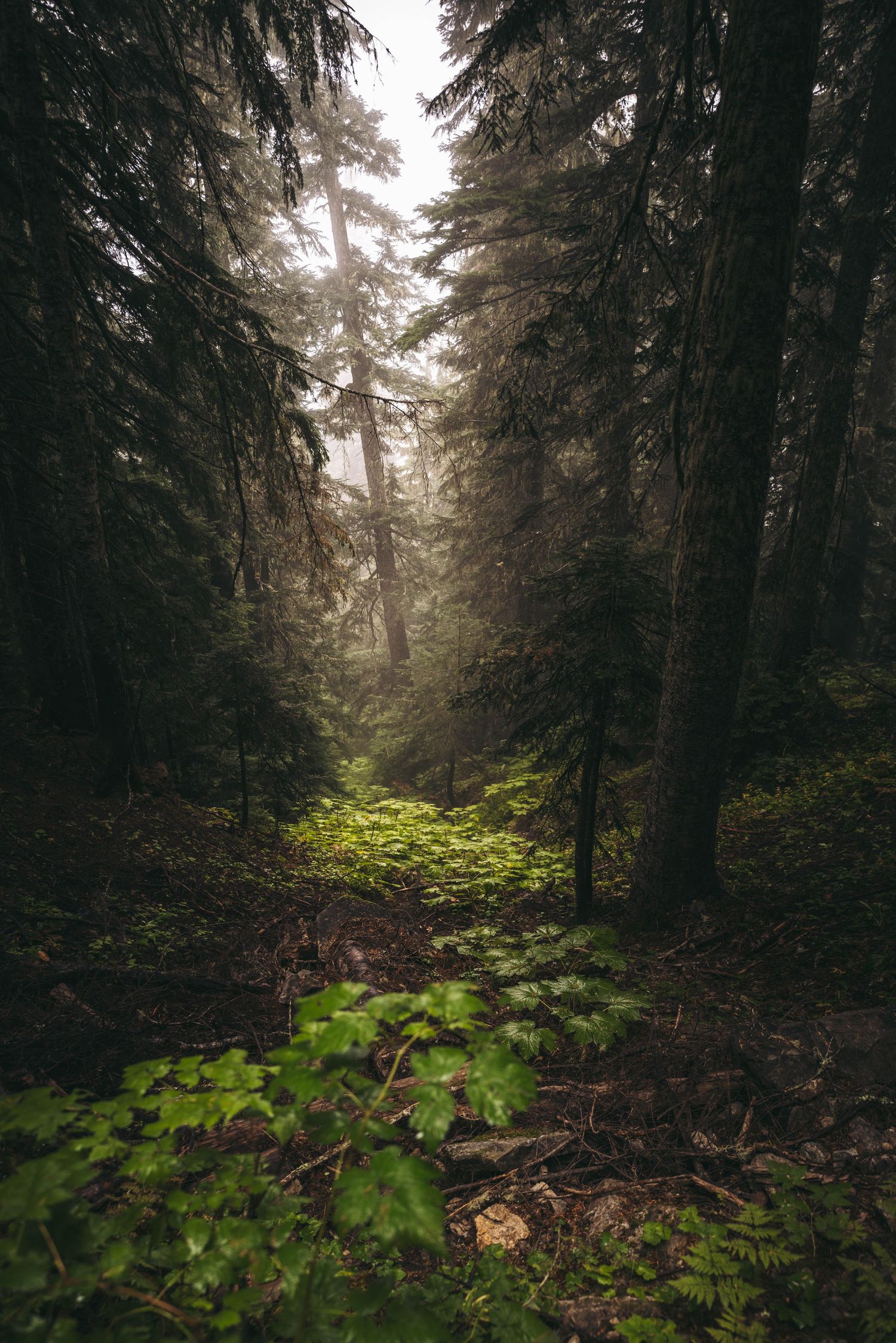 Misty old-growth forest with tall evergreen trees, lush green undergrowth, and soft diffused light filtering through fog.