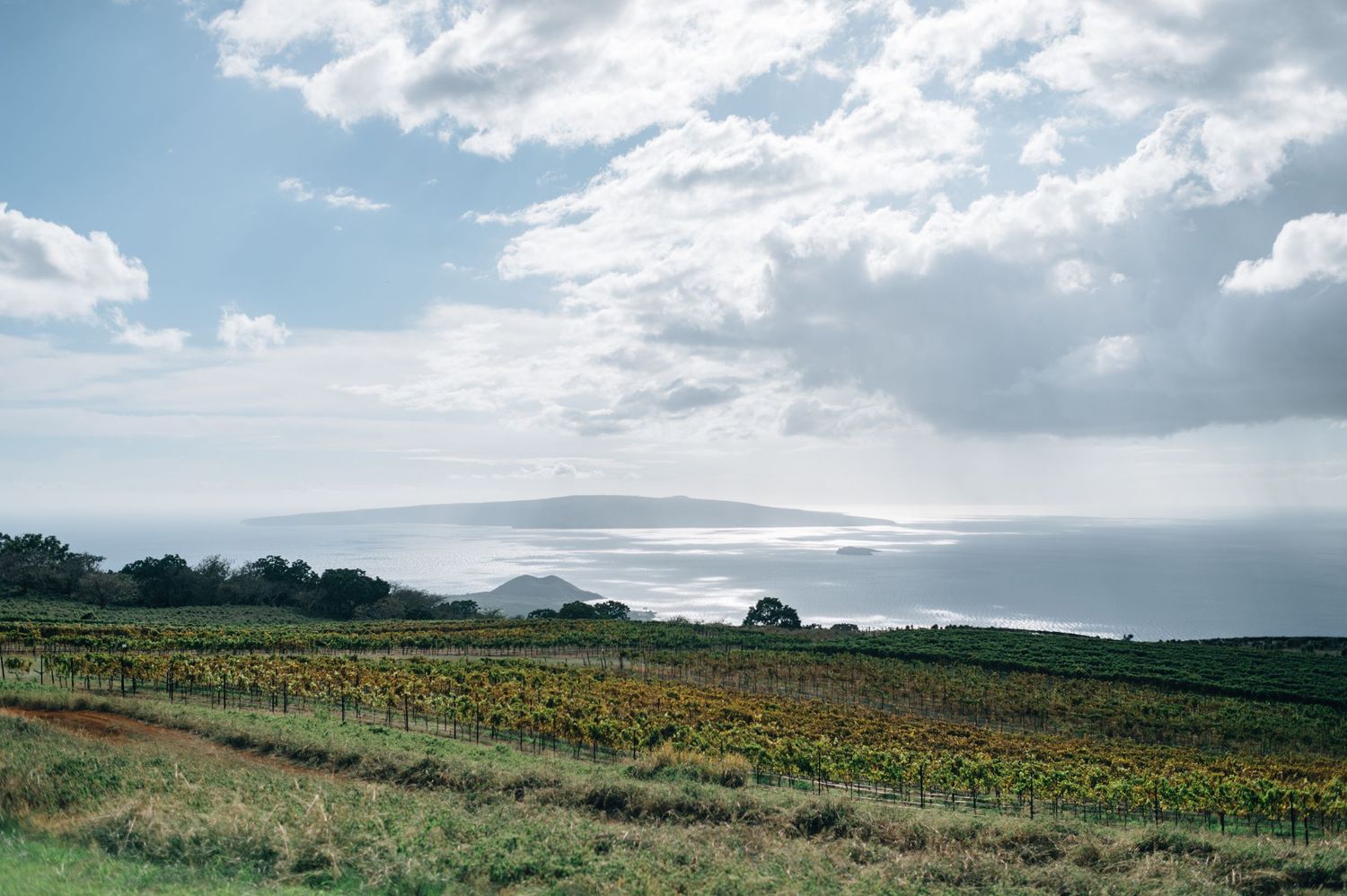 Scenic coastal vineyard landscape with ocean views and scattered clouds.