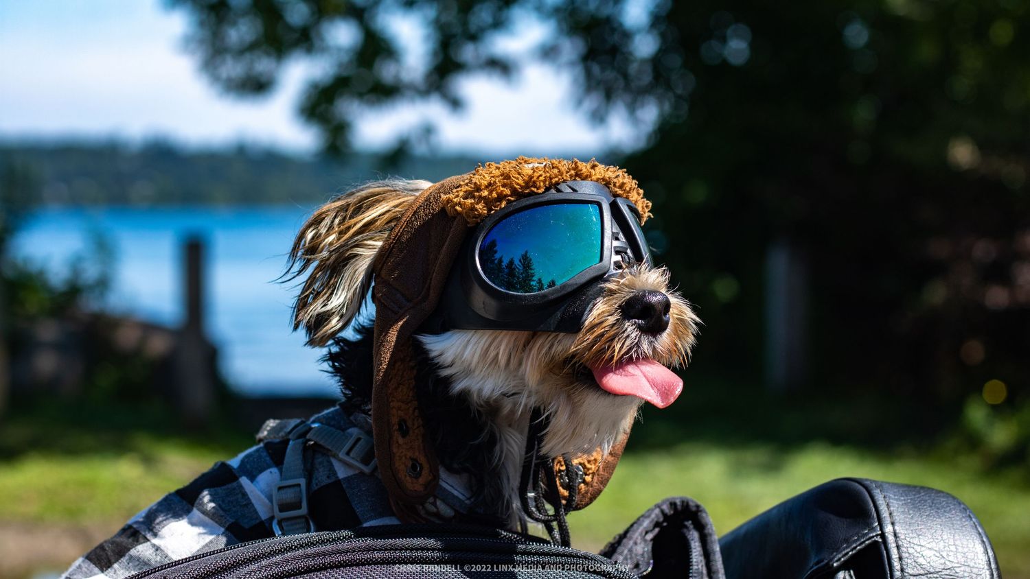 Gorgeous Pet Photo of a Dog on a Motorcycle by Linx Photography, Barrie, Ontario