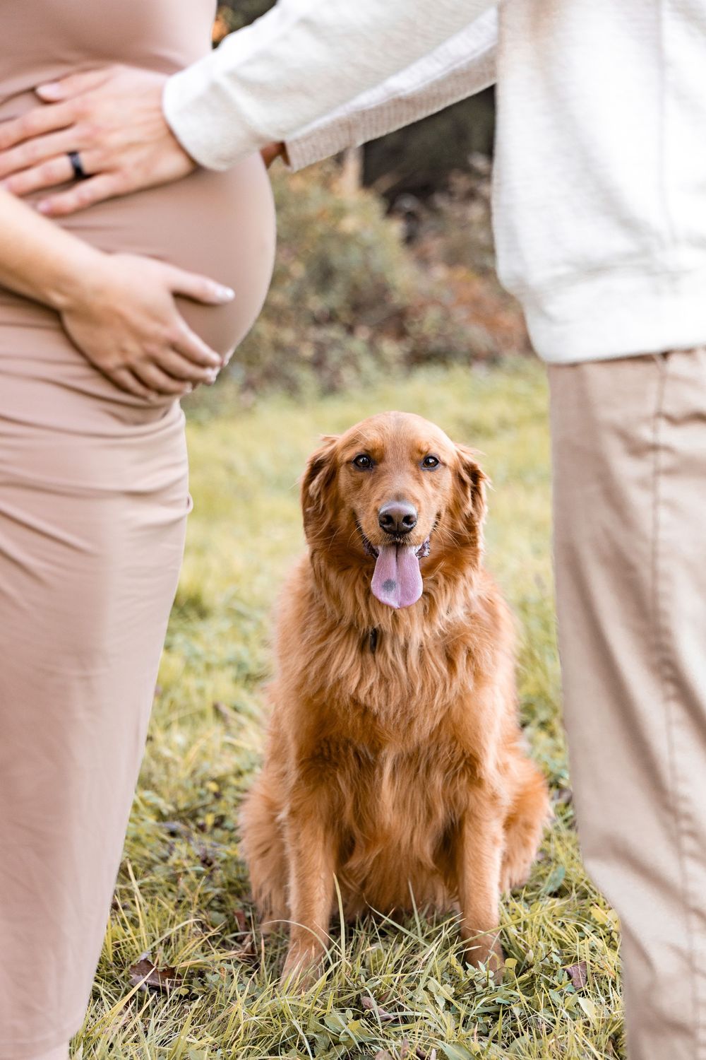 A happy golden retriever sits between a couple while posing for a maternity photo outdoors.