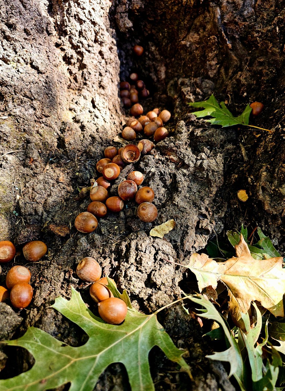 Acorns scattered on rocky ground among fallen oak leaves.
