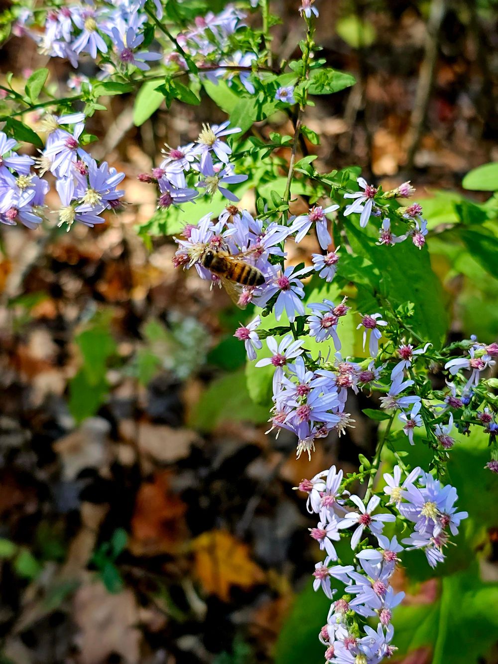 Delicate purple wildflowers blooming on branches with green leaves in soft focus.