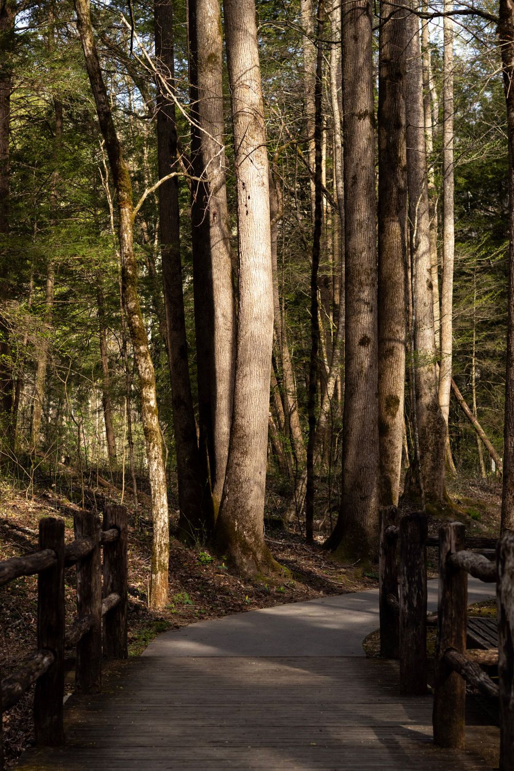 A wooden boardwalk path winds through tall pine trees in a sunlit forest with rustic log railings.