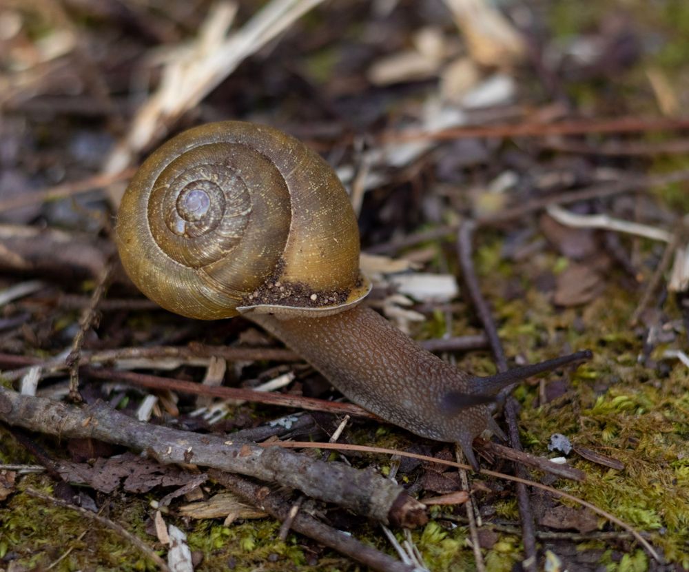 A brown snail crawls across forest floor debris covered in moss.