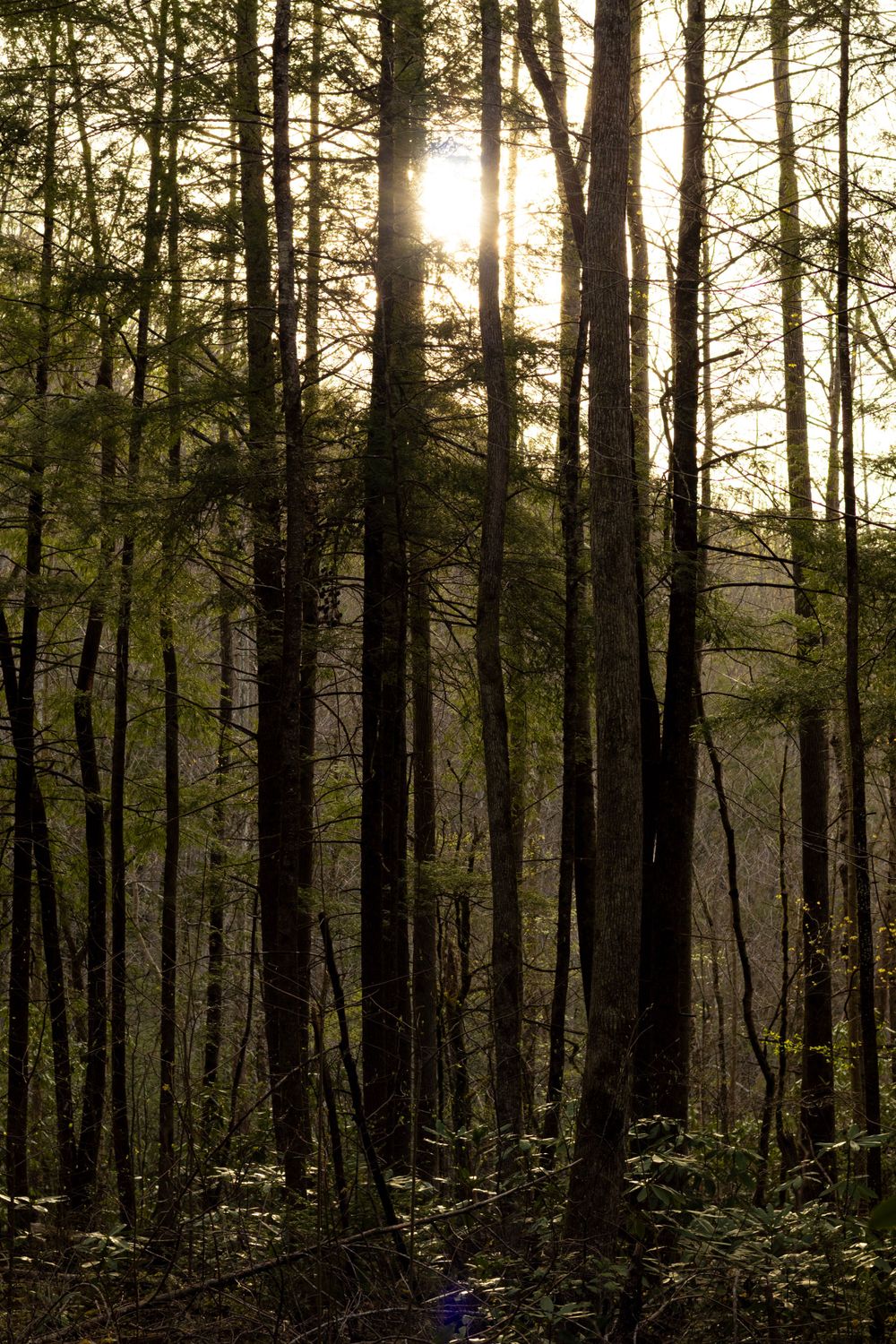 Sunlight breaks through pine forest canopy creating golden rays through trees.