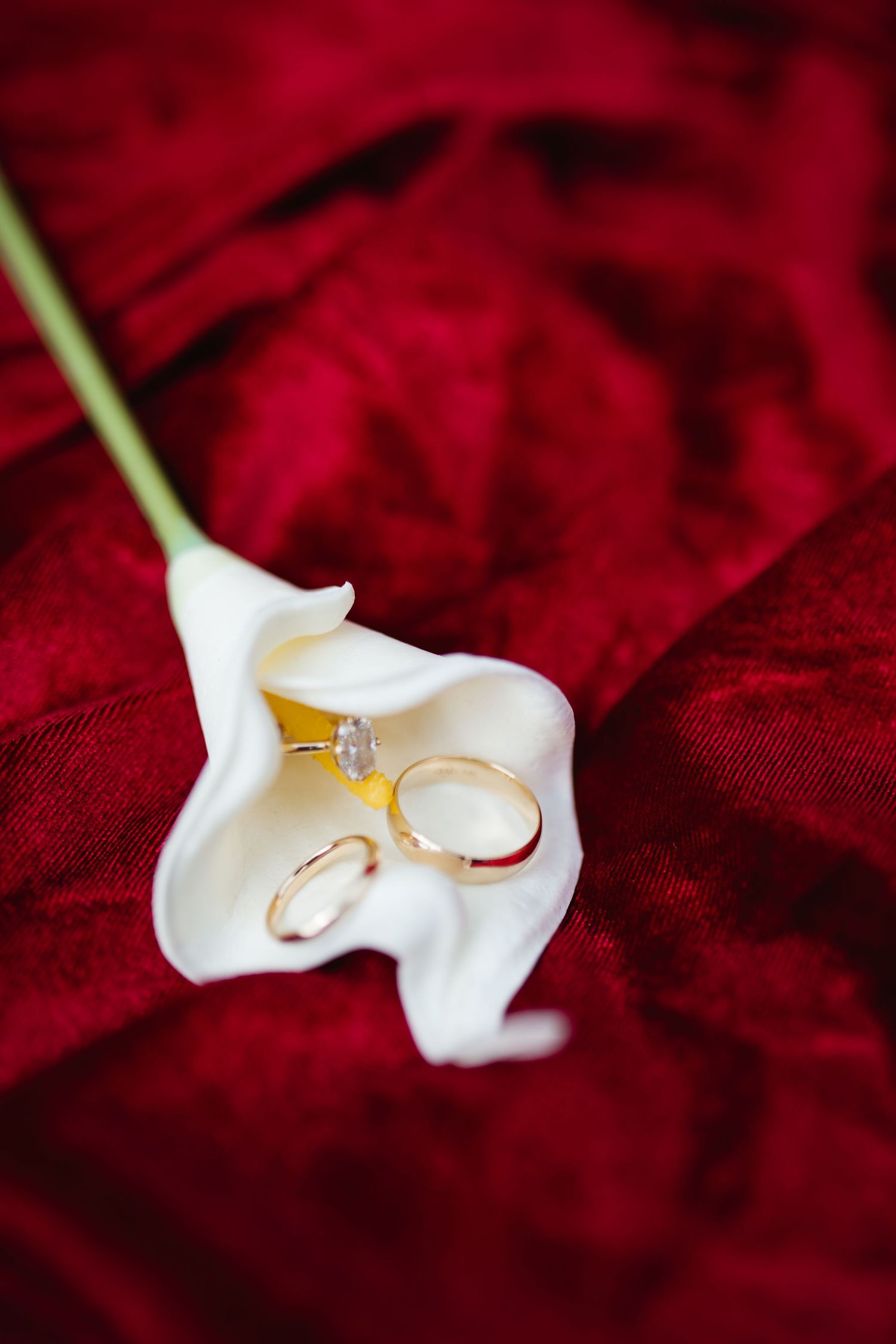 Two gold wedding rings and a diamond engagement ring rest on a white calla lily against red velvet fabric.