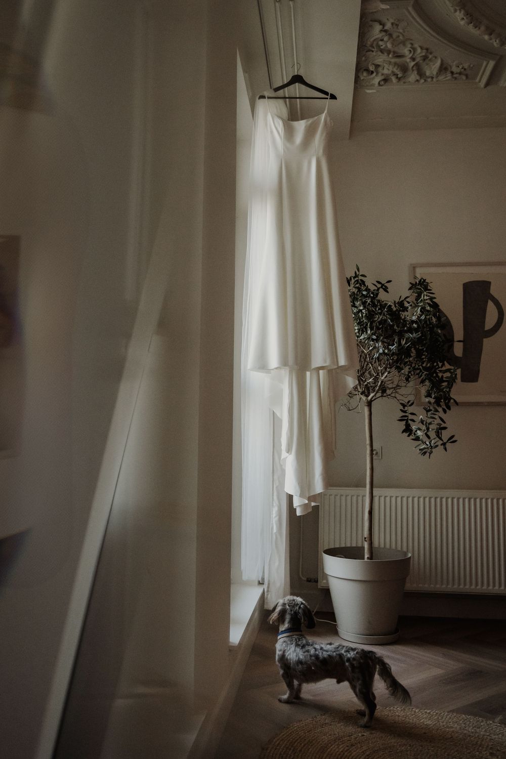 A white wedding dress hangs by a window with soft natural light, while a small dog stands below next to a potted plant.