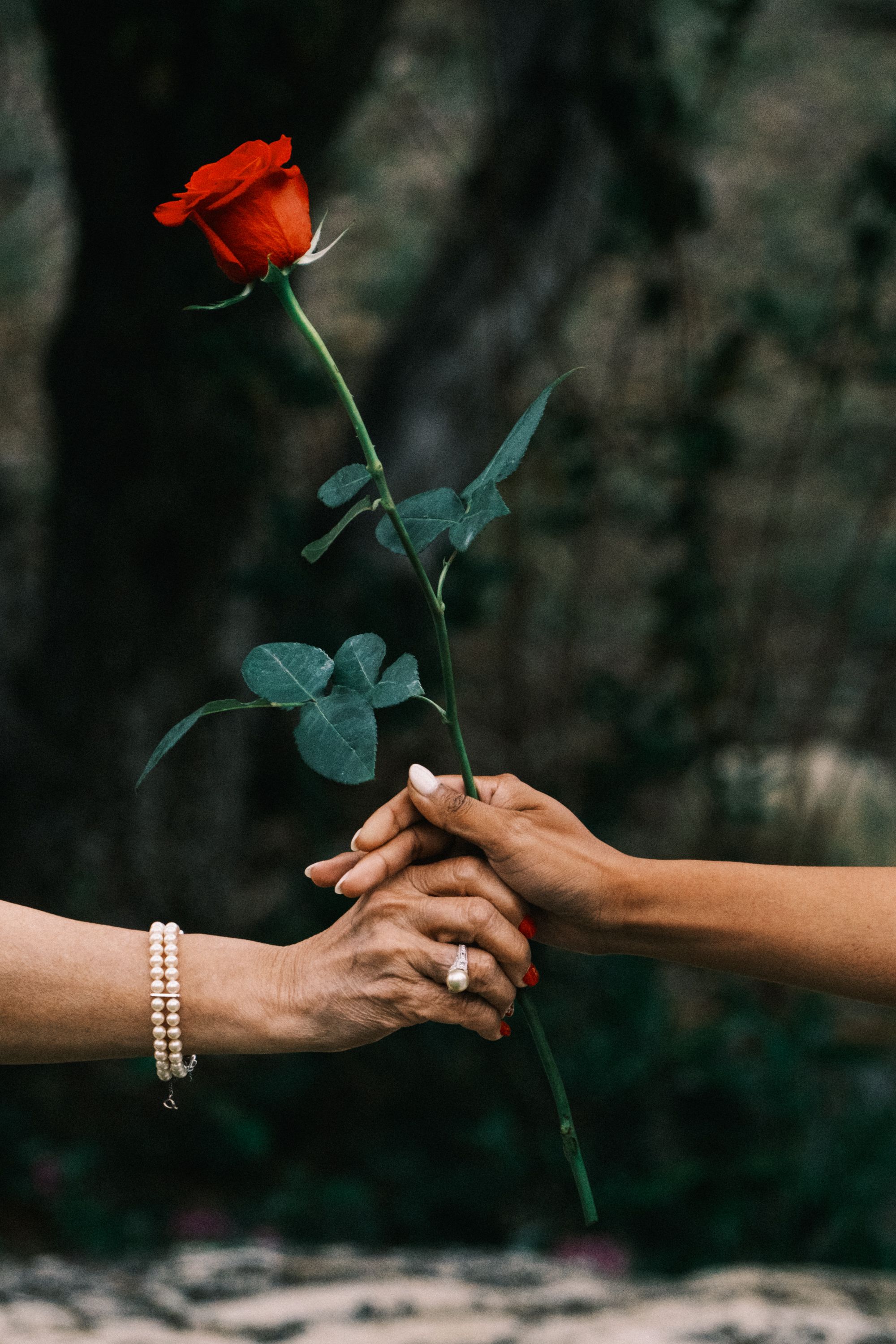 Two hands exchange a single red rose against dark background with pearl bracelet detail.